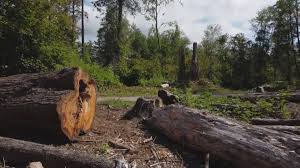  Thousand Oaks, CA Tree Care Pros
