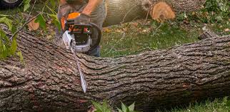 Best Soil Testing and Treatment  in Thousand Oaks, CA