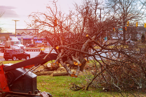 Best Tree Removal  in Thousand Oaks, CA