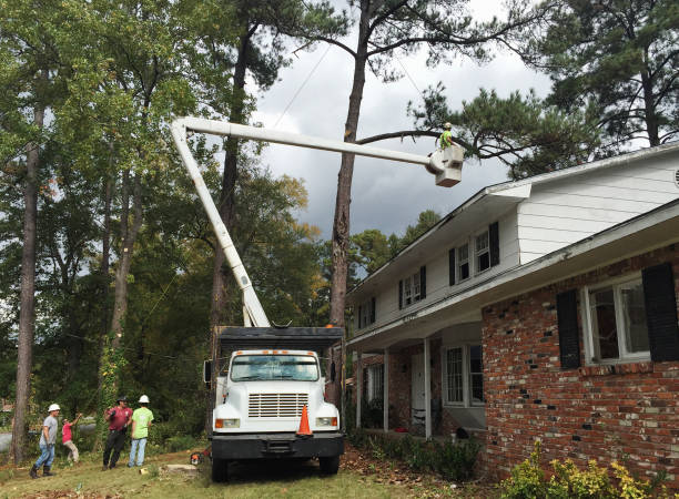 Best Tree Risk Assessment  in Thousand Oaks, CA