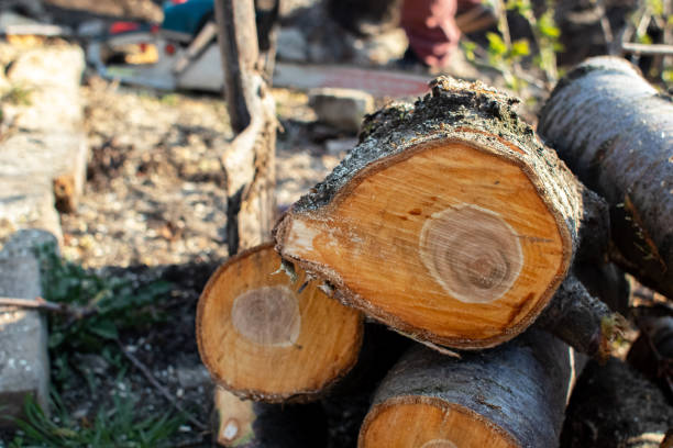 How Our Tree Care Process Works  in  Thousand Oaks, CA