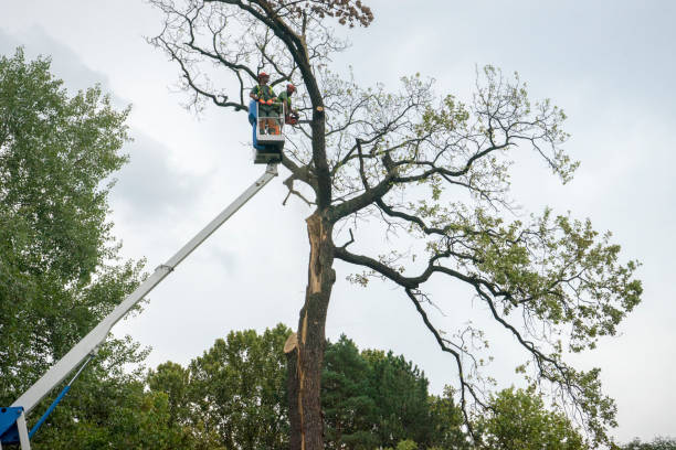 Best Hazardous Tree Removal  in Thousand Oaks, CA