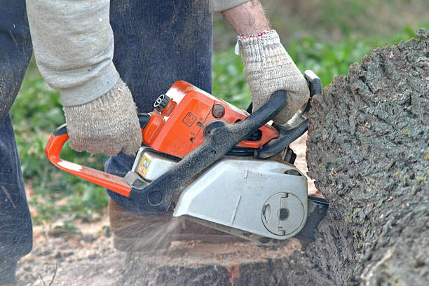 Best Hedge Trimming  in Thousand Oaks, CA