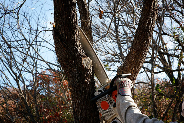 Best Pest Control for Lawns  in Thousand Oaks, CA