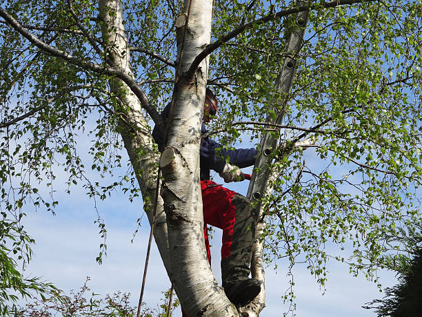 Best Emergency Tree Removal  in Thousand Oaks, CA