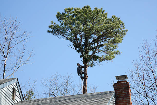 Thousand Oaks, CA Tree Care Company