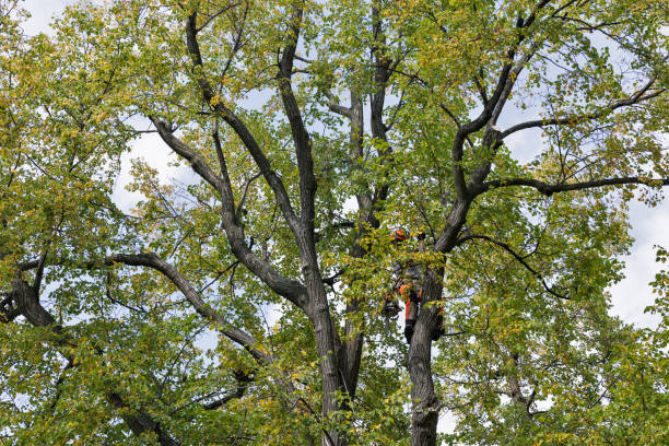 Best Leaf Removal  in Thousand Oaks, CA